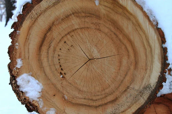 Wood Pile Snow Sawed Logs White Snow Winter — Stock Photo, Image