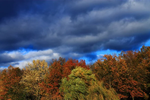 Árvores Nuvens Tempestade Fundo Nuvens Escuras Pesadas Sobre Uma Floresta — Fotografia de Stock