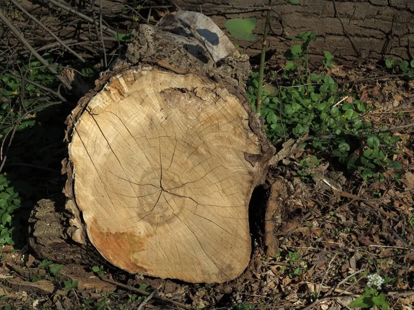 Fallen Tree Stump Fresh Cut Logs Forest Floor — Stock Photo, Image