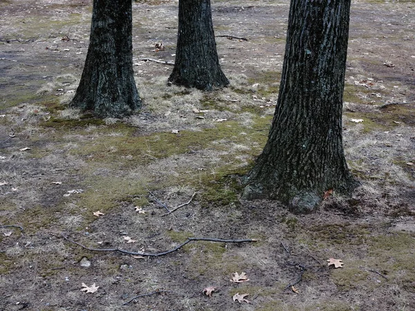 Árvores Piso Florestal Árvores Florestais Com Espaço Cópia — Fotografia de Stock