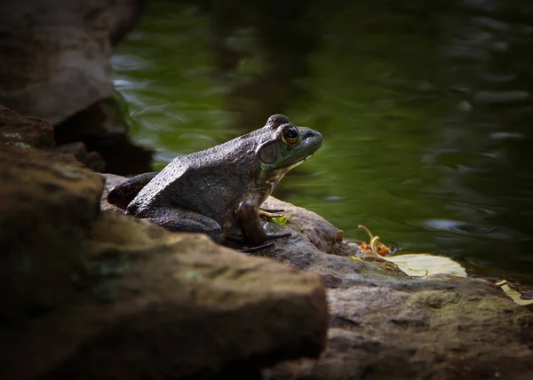 Frog at the Edge of the Water — Stock Photo, Image