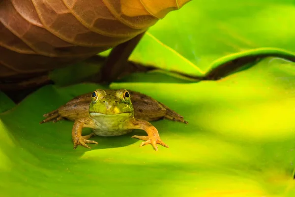 Frog Resting in the Shade — Stock Photo, Image