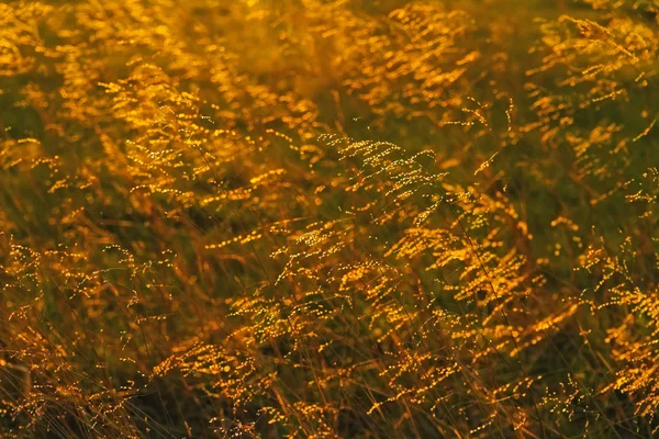 Backlit Prairie Grass — Stock Photo, Image