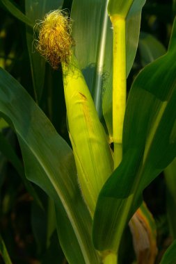 Alanında tek mısır mısır koçanı