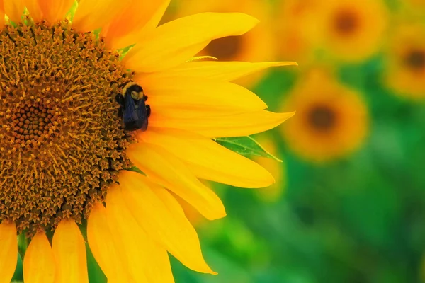 Biene mit Sonnenblume Stockbild