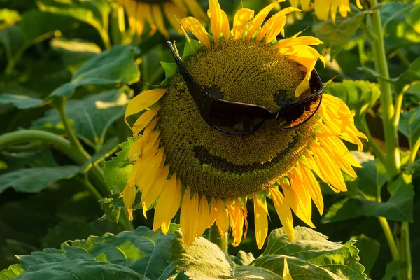 Tournesol souriant avec lunettes de soleil — Photo