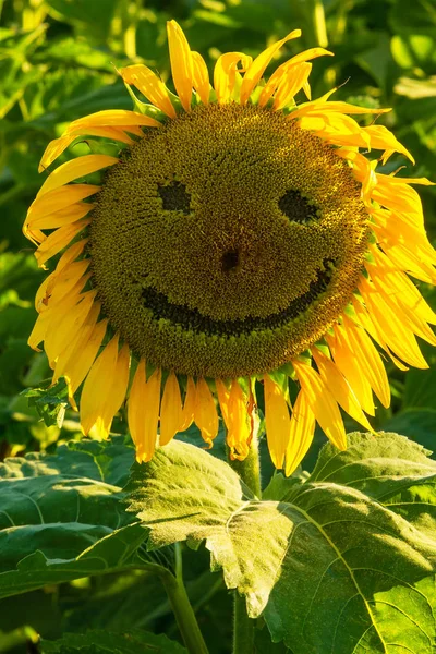 Girasole faccia sorridente — Foto Stock