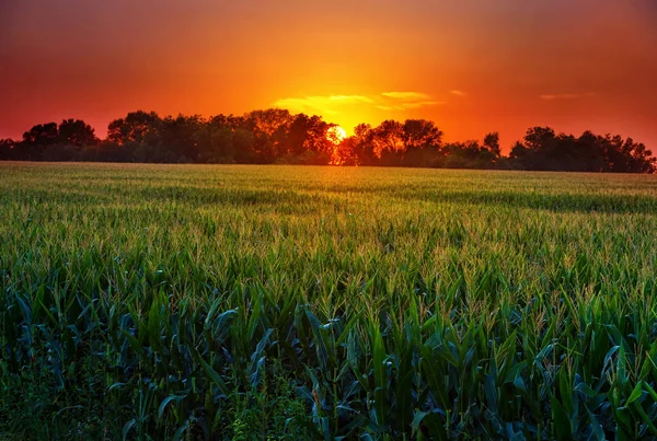 Coucher de soleil sur le champ de maïs Image En Vente