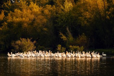 Missouri gün batımında beyaz Pelikan
