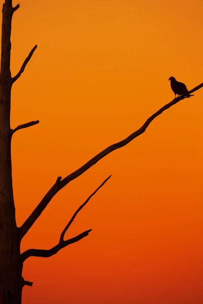 터키 독수리 실루엣 나무에 — 스톡 사진