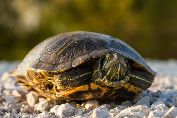 Red-eared Slider Turtle — Stock Photo, Image