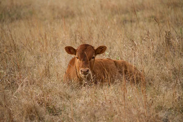 テキサスの Longhorn の牛 — ストック写真