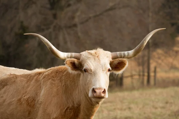 Headshot av en Texas Longhorn — Stockfoto