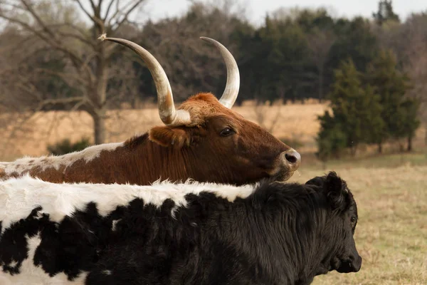 テキサスの Longhorn の牛と子牛 — ストック写真