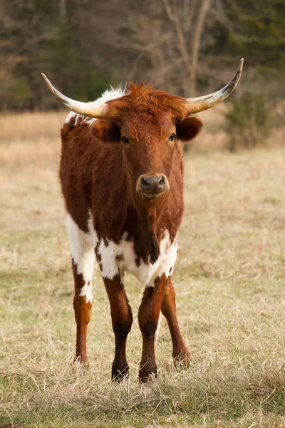 Ständiga Longhorn nötkreatur Stockbild