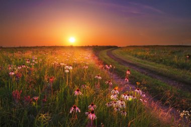 Wah'Kon-Tah Prairie Günbatımı ile kır çiçekleri