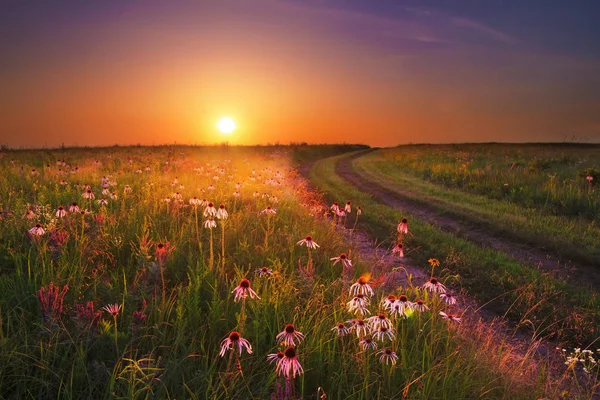 Wah 'Kon-Tah Prairie Sunset with Wildflowers Стоковое Фото