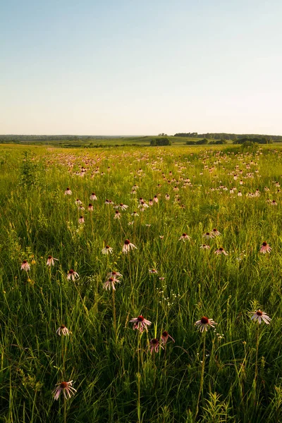 Coneflowers viola a Wah'Kon-Tah Prairie nel Missouri — Foto Stock