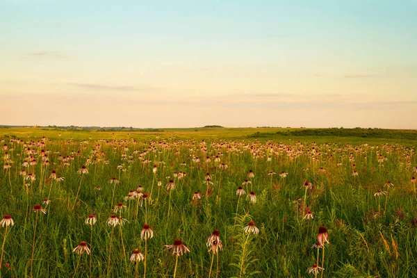 Lila Coneflowers på Wah'Kon-Tah Prairie — Stockfoto