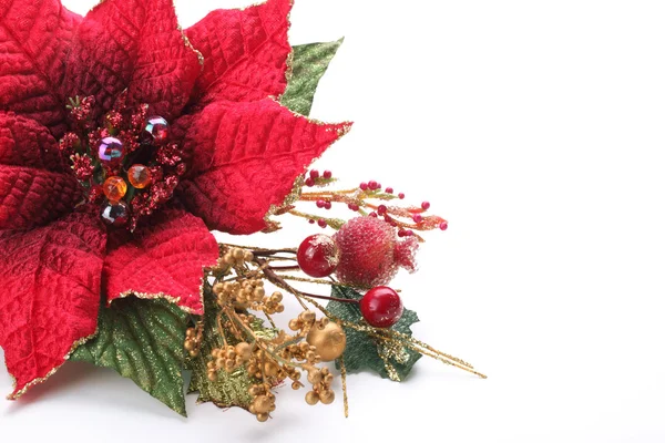 Vánoční květiny poinsettia — Stock fotografie