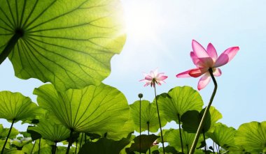 Lotus çiçeği gökyüzü karşı