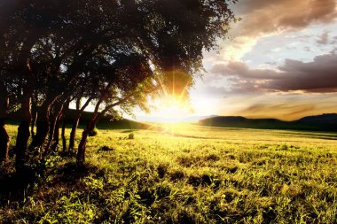 Golden sunset Grove