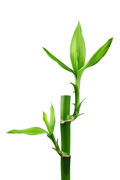 Bambu yaprak üzerinde beyaz izole