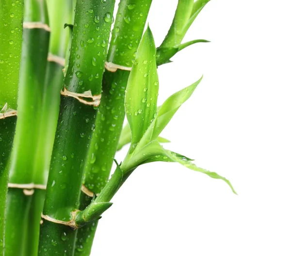 Frisches Bambusblatt mit Wassertropfen — Stockfoto