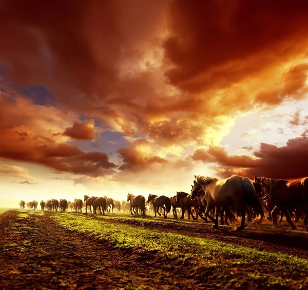 Running wild horses — Stock Photo, Image