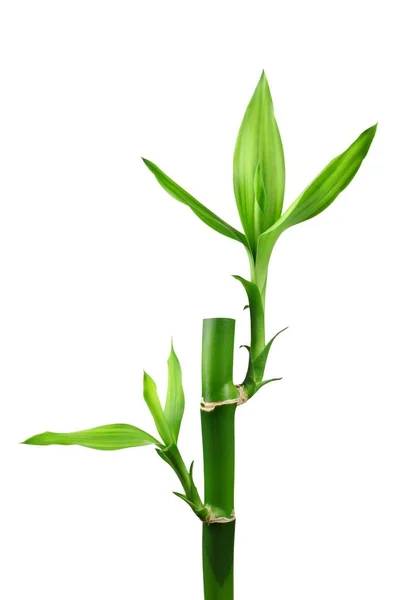 Folha de bambu isolada sobre branco Fotografia De Stock