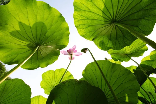 Lotus flower against sky Stock Picture