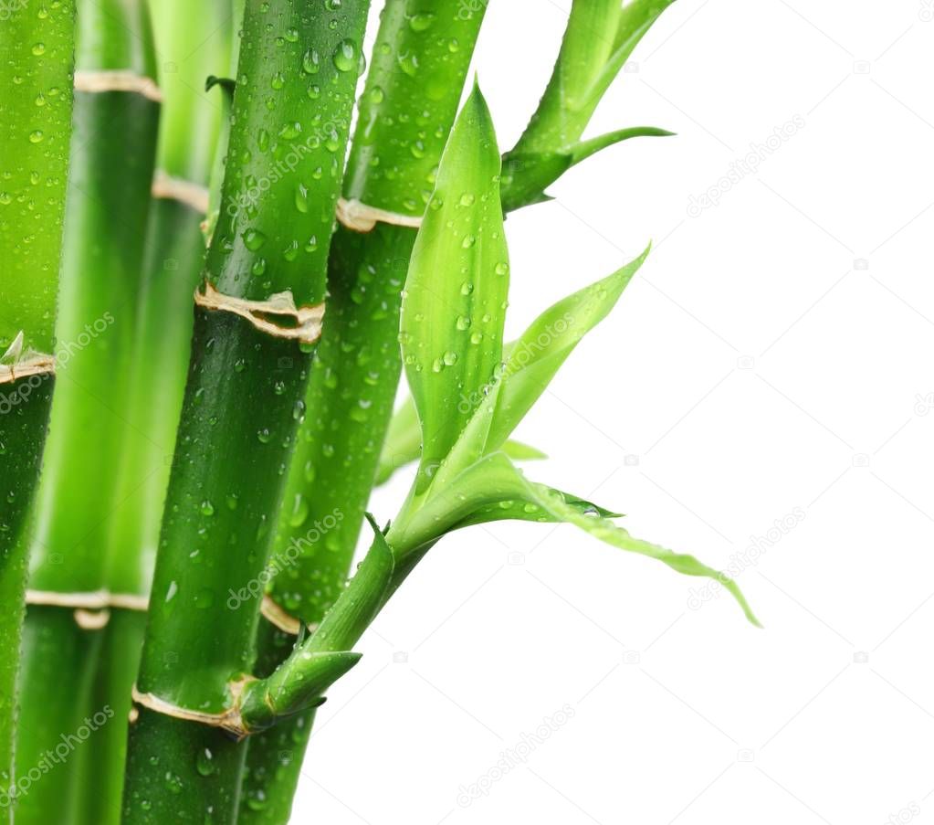 Fresh bamboo leaf with water droplet