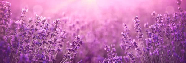 Campo di lavanda viola Immagine Stock