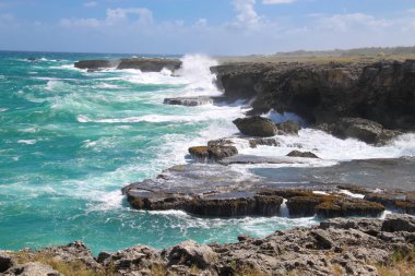 Ada Barbados (hayvan çiçek Bay Kuzey noktası) 