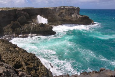Ada Barbados (hayvan çiçek Bay Kuzey noktası) 