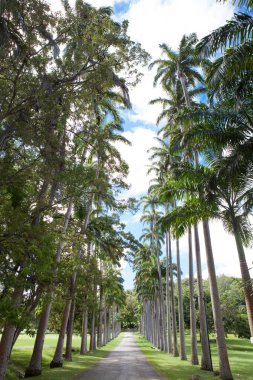 Palmiye ağaçları road, Barbados Karayipler,