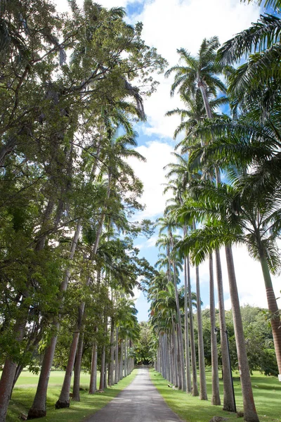 Palm trees road, Barbados Caribbean,