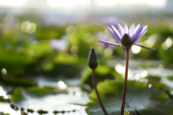 庭に紫の睡蓮 — ストック写真