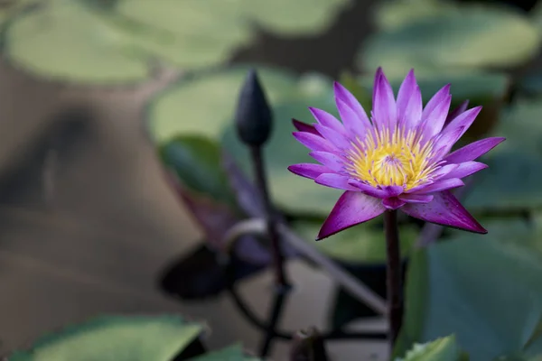 Lirio Agua Púrpura Jardín — Foto de Stock