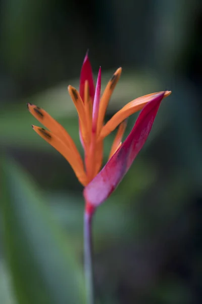 Heliconia Bird Paradise — Stock Photo, Image