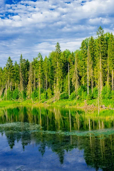 Bažiny a lesy — Stock fotografie