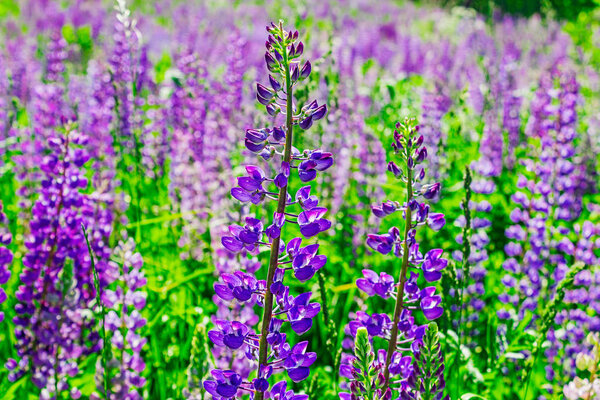 wild lupine flowers