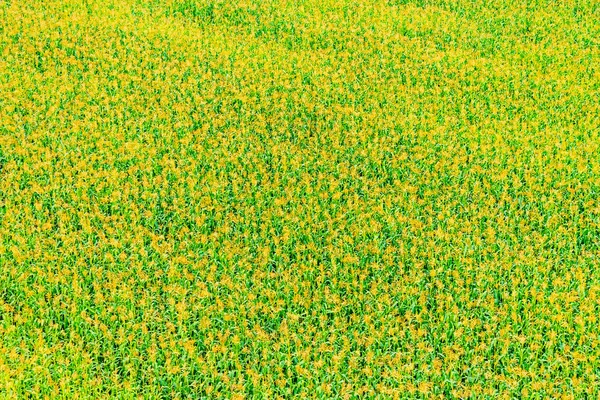 Corn field from the top — Stock Photo, Image