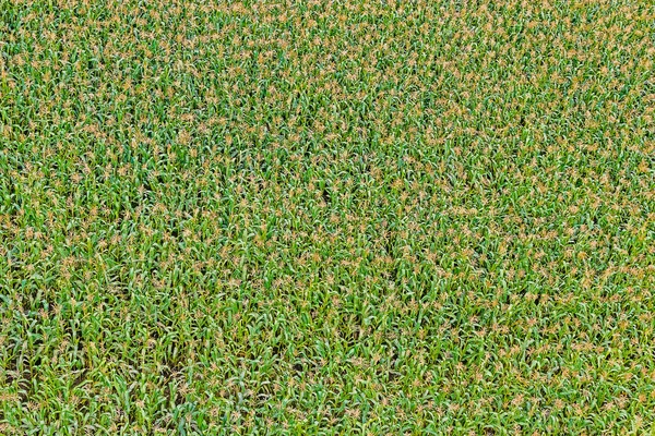 Corn field from the top — Stock Photo, Image