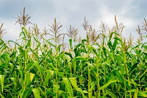 corn plants in a cornfield