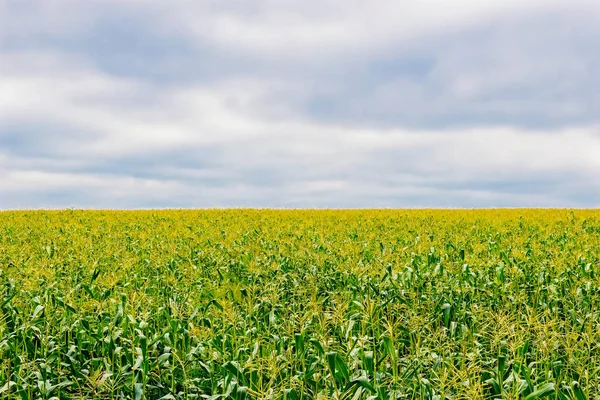 Großes Maisfeld — Stockfoto