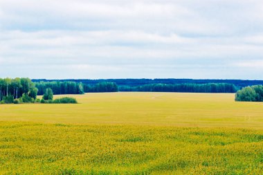 mısır tarlası ve orman