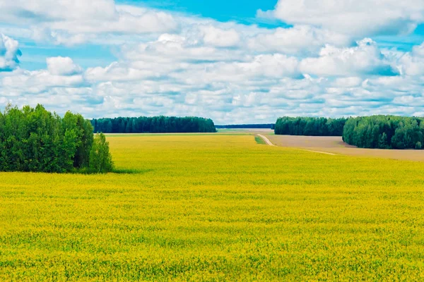 Maisfeld und Wald — Stockfoto