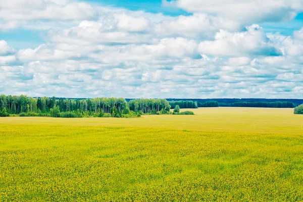 Kukuřičného pole a Les — Stock fotografie