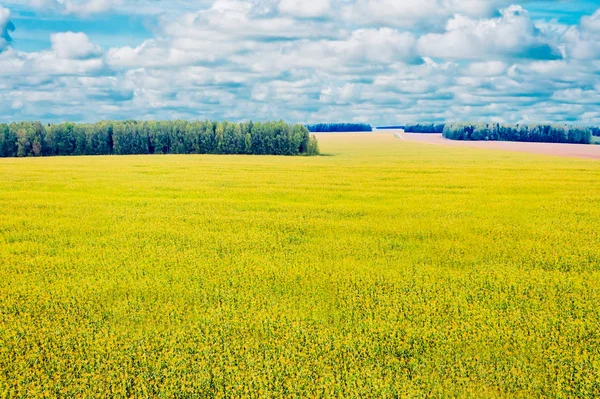 Campo de maíz y bosque — Foto de Stock